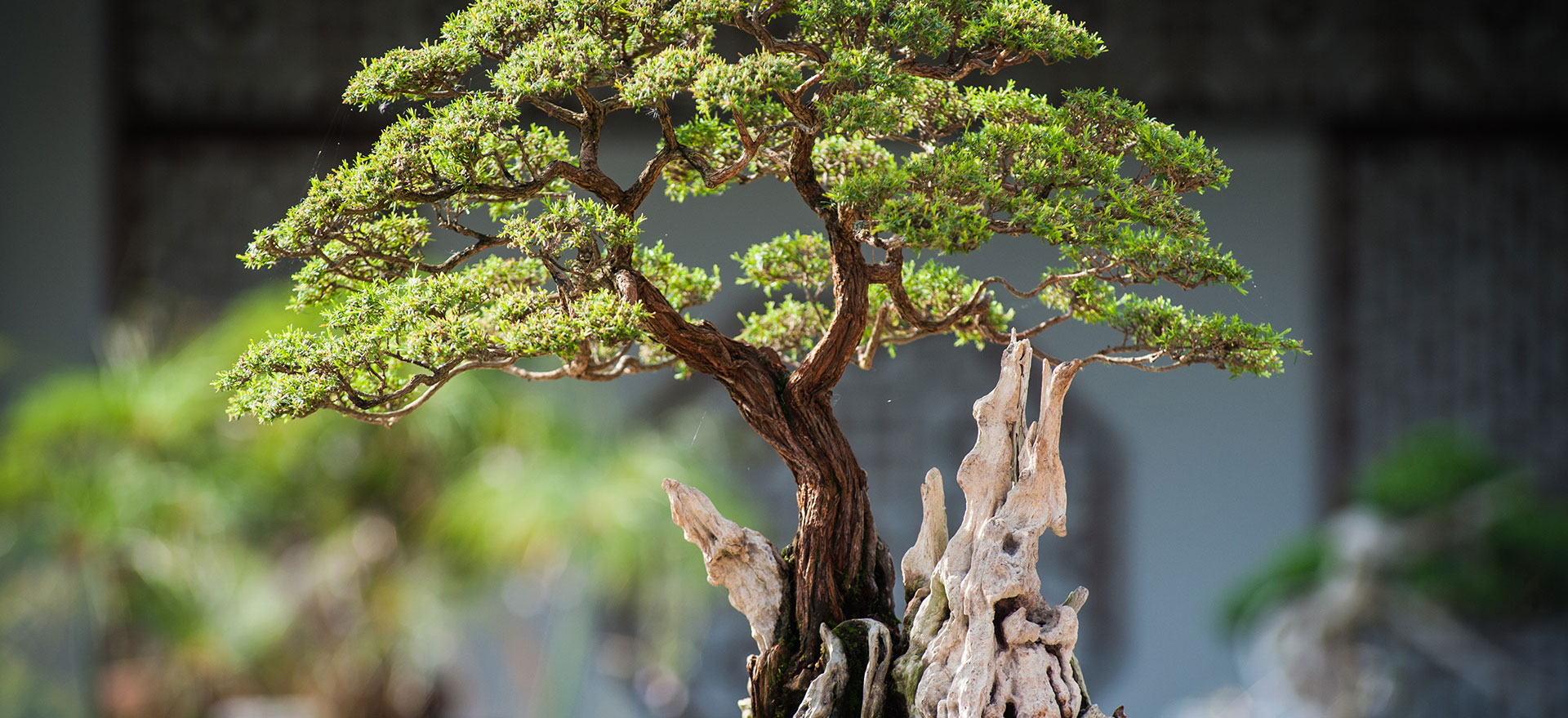 Ipswich Bonsai Society